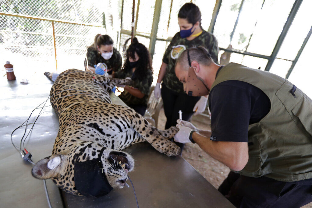 APTOPIX Brazil Jaguar Pantanal Fires